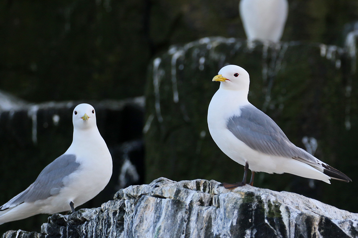 Farne Islands - drieteenmeeuwen